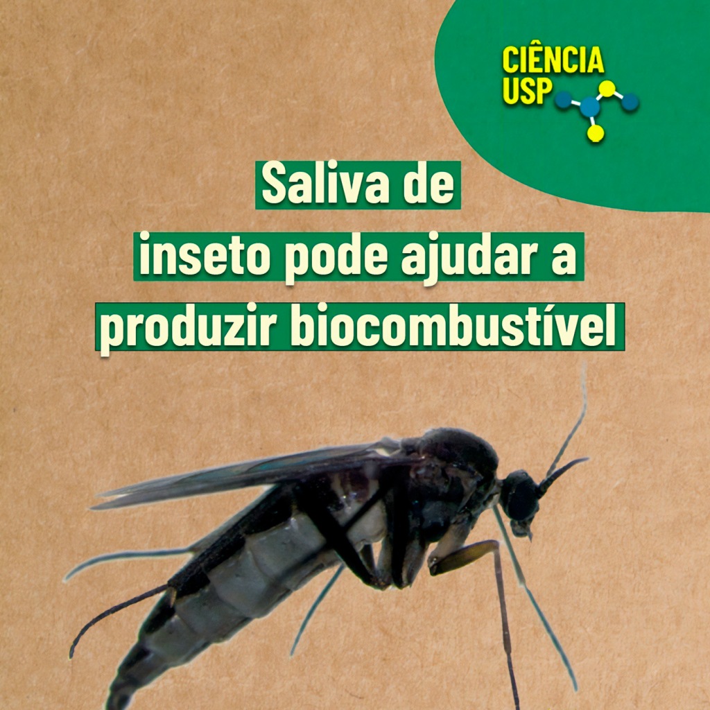 Carrossel – Instagram