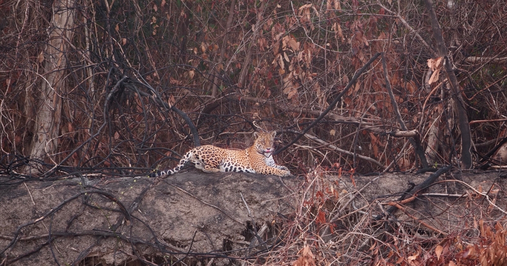 Foto: César L. Leite