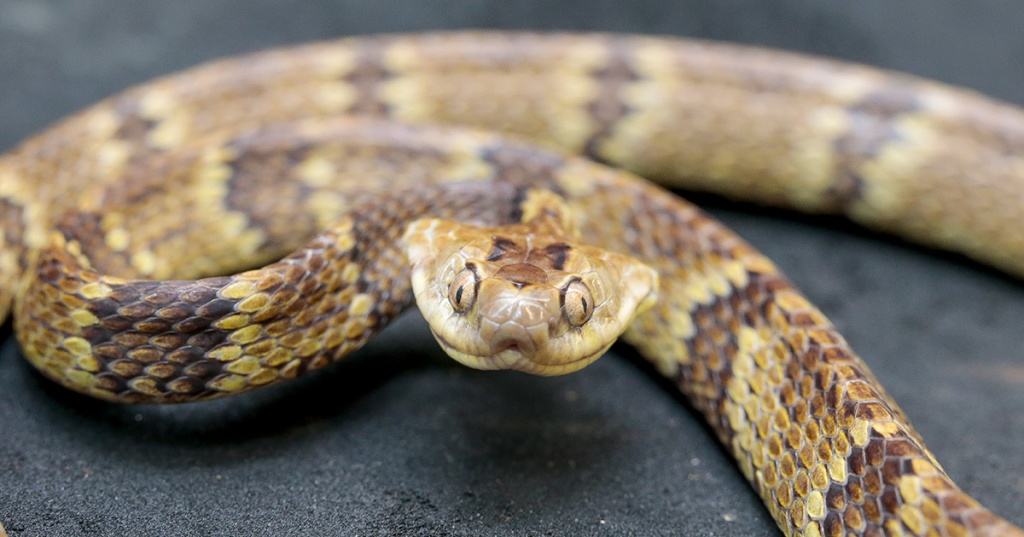 Foto: Marcos Santos/USP Imagens