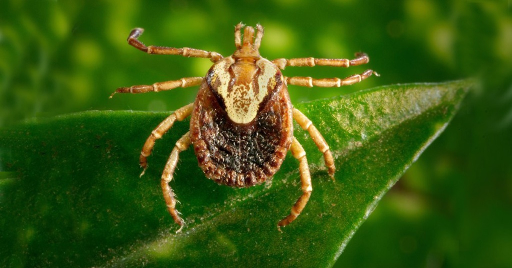 Foto: C. Paddock e J. Gathany/CDC