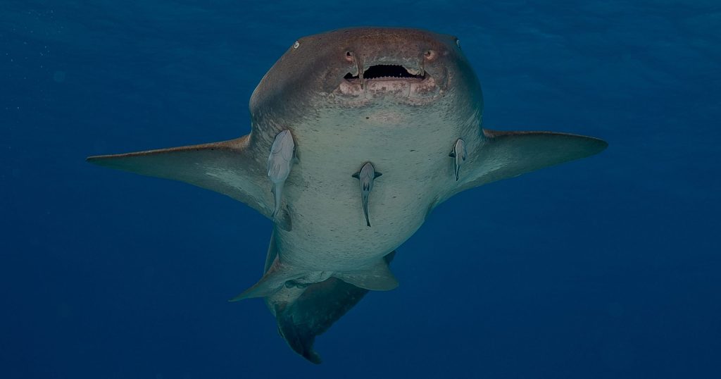 Foto: Stevelaycock21