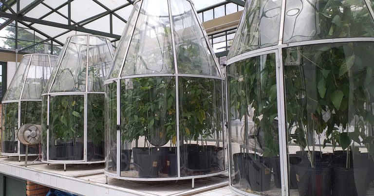 Foto: Lafieco/IB/USP