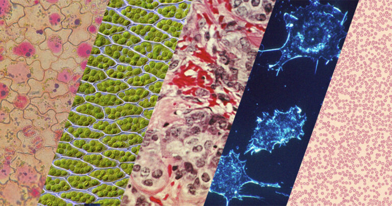 Fotomontagem: Joyce Tenório