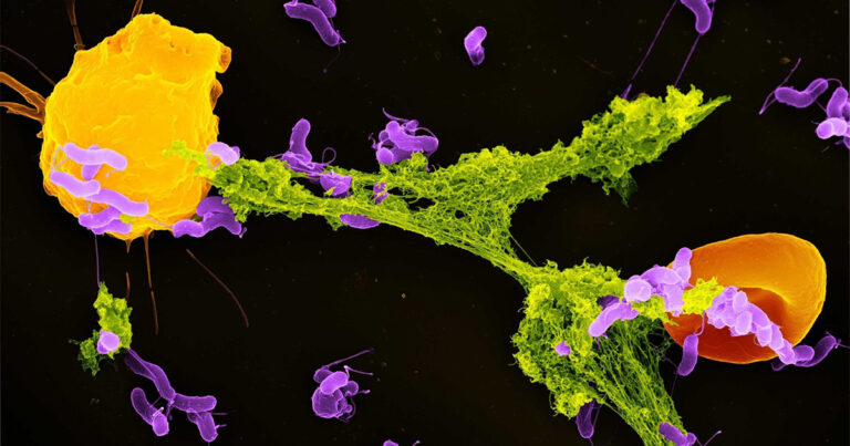 Foto: Eliana R. Matushima